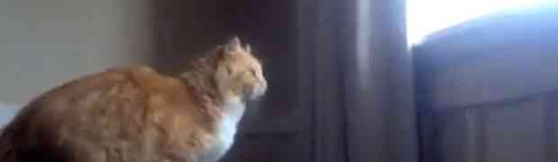 Mačak je pokušao da skoči na prozor, ali malo mu je falilo (VIDEO)