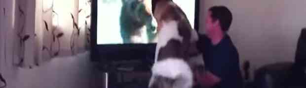 Pogledajte šta je japanski pas Akita učinio kada je vidio medvjeda na televizoru