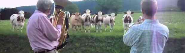 Stali pored puta i zasvirali jazz kravama, morate vidjeti reakciju krava (VIDEO)