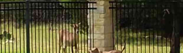 Pogledajte šta su kroz ogradu radili ovaj pas i jelen (VIDEO)