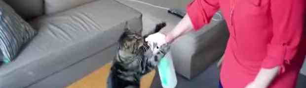 Ova mačka jednostavno obožava piti vodu na ovaj način! (VIDEO)