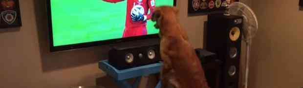 Upoznajte psa koji obožava gledati Svjetsko prvenstvo više nego većina ljudi