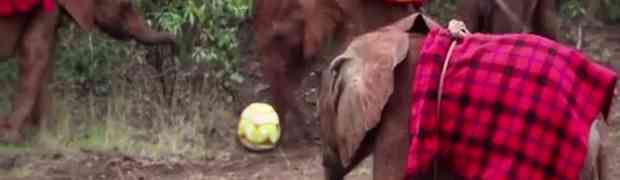 Ovi mali slonići jednostavno obožavaju igrati fudbal (VIDEO)