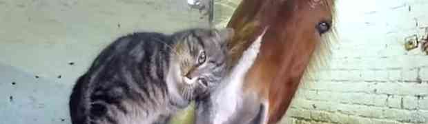 Prijateljstvo između ove mačke i konja će vas oduševiti! (VIDEO)