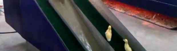 VIDEO KOJI ĆE VAS ODUŠEVITI: Male žute patkice se spuštaju niz vodeni tobogan