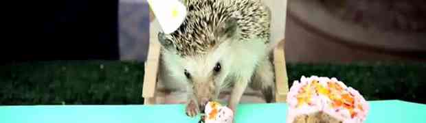 Sićušni rođendan za sićušnog ježa, najslađa je stvar koju ćete vidjeti danas!