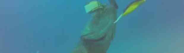 Ogromna riba u okeanu napala ronioca pa mu ukrala ribu i njegov harpun! (VIDEO)