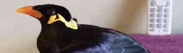 Ova ptica koja govori Japanski će vas raspametiti! (VIDEO)