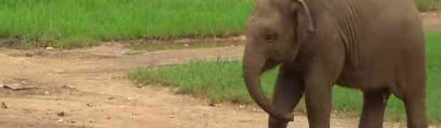 Evo šta se dogodi kada se mali slon susretne s domaćom mačkom (VIDEO)
