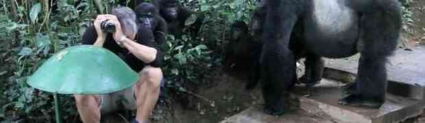 Fotograf je slikao porodicu gorila...no ono što se dalje dogodilo će vas dobro iznenaditi! 