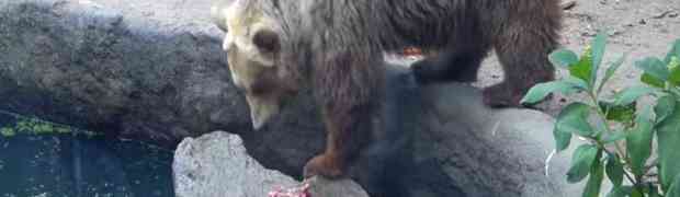 Pogledajte šta je medvjed napravio vrani koja se utapala u vodi! (VIDEO)