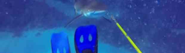 Ronioc u moru hvatao ribu pa ga iznenada iz dubine napala ajkula (VIDEO)
