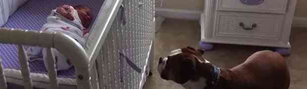 Pogledajte kako je reagovao ovaj pas bokser kada je čuo bebin plač! (VIDEO)