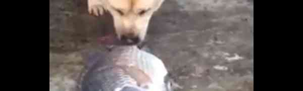 Pogledajte šta radi ovaj pas kako bi spasio ribe od umiranja (VIDEO)