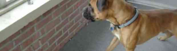 Upoznajte najplašljivijeg psa boksera na svijetu! (VIDEO)