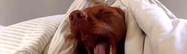 Pogledajte reakciju pospanog psa kada ga je probudio alarm! (VIDEO)