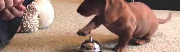 Dvomjesečni jazavičar izvodi neodoljiv trik kako bi dobio hranu (VIDEO)
