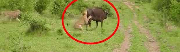 Gladni lav savladao je bizona i krenuo da ga jede, no onda se dogodilo nešto spektakularno!