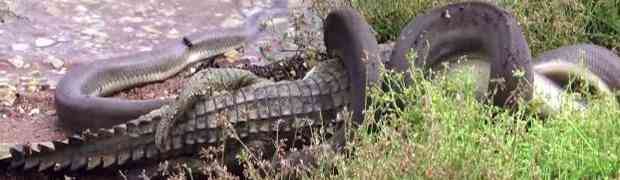 BORBA DO SMRTI: Veliki piton savladao pa progutao čitavog krokodila! (VIDEO)
