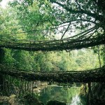#15 Root Bridge In India