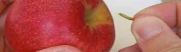 Nismo imali pojma da se ovo može uraditi s jabukama! (VIDEO)