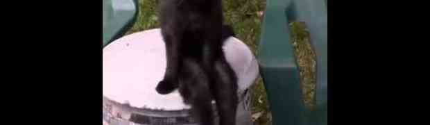 Ono što ova mačka radi je kao scena iz najstrašnijih horora (VIDEO)