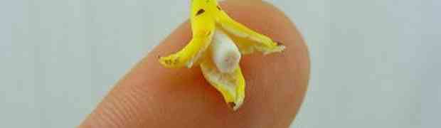 FASCINANTNO: Ova mala banana ima OGROMNU tajnu! (FOTO)