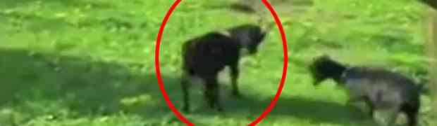 Snimao je svoju gladnu kozu u dvorištu...nećete vjerovati svojim očima! (VIDEO)
