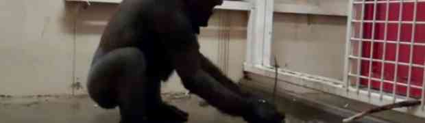 Kamera je snimala gorilu i nećete pogoditi šta je uradila! (VIDEO)