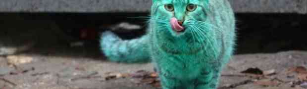 Zelena mačka zbunila Bugare (VIDEO)