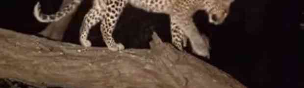 Mladunče leoparda napalo je odraslog majmuna. Ono što se dogodilo u nastavku je do sada neviđeno ČUDO!
