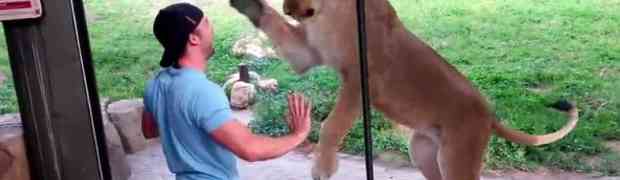 Izazivao je odrasle lavove u zoološkom vrtu. Pogledajte kako su oni na to reagovali!
