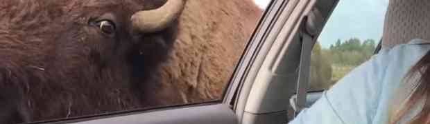 Htjela je iz automobila da nahrani bizona, no nikako nije očekivala OVAKO nešto!