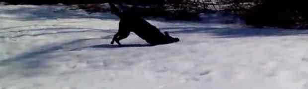 Izašao je vani na snijeg, a onda je uhvatio svog psa kako radi OVO!