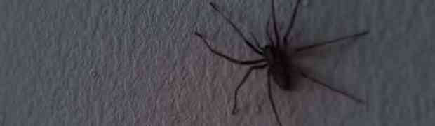 Ugledao je velikog pauka na zidu svoje sobe, no to je bio samo početak horora koji ga je zadesio!