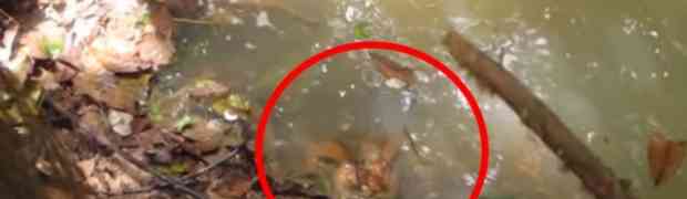 Primjetio je ogromnu zmiju u vodi, a onda je uslijedio šok života (VIDEO)