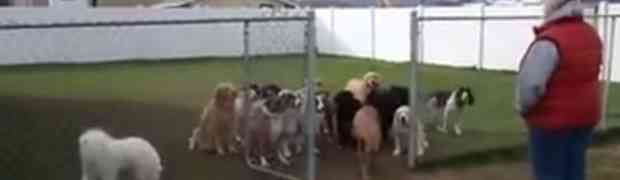 Stavila je 16 pasa iza ograde, a onda ih je počela prozivati. Pogledajte kako je reagovao posljednji pas!