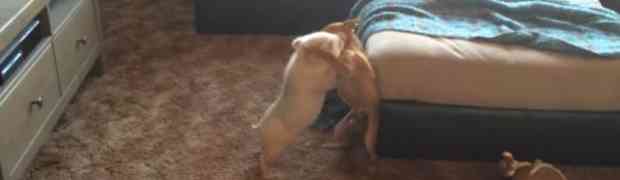 Ovaj video topi i najtvrđa srca! Borba malog prasića i psa će vam popraviti dan!