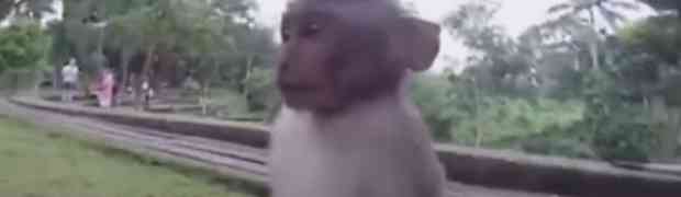 Nestašni majmun ukrao kameru od turiste, no čekajte da vidite šta je uradio u nastavku!