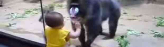 Pogledajte reakciju ovog velikog majmuna kada mu je prišla mala beba!