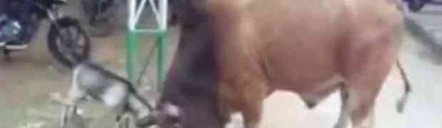 VELIČINA NIJE BITNA: Epska bitka jarca i bika osvaja internet (VIDEO)