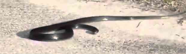 Pogledajte kako to izgleda kada zmija preživljava srčani udar (VIDEO)