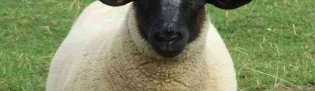 Mrtav pijan krenuo da maltretira ovcu, a onda ga je stigla zaslužena kazna! (VIDEO)