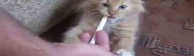 Ova maca će uraditi sve za svoju cigaretu (VIDEO)