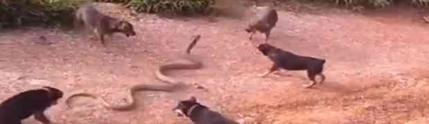 Pet ljutih pasa u žestokoj borbi protiv smrtonosne zmije (VIDEO)