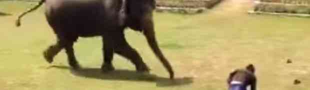 Napao je čovjeka koji se brinuo o slonovima, a onda je slon uradio OVO (VIDEO)