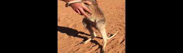 Pružio je ruke da dohvati ovu bebu kengura, a onda se dogodilo nešto nevjerovatno (VIDEO)
