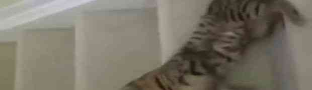 Ova maca je pronašla mnogo zabavniji način silaska niz stepenice (VIDEO)
