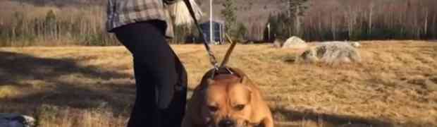 Ovo je najopasniji pas na svijetu, evo šta sve može (VIDEO)