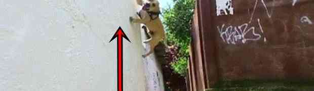 Trikovi koje radi ovaj ukrajinski pas zakucati će vam vilice za pod! (VIDEO)